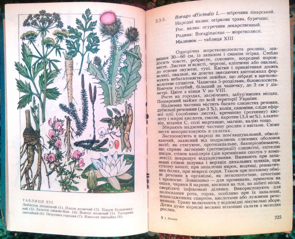 Помер відомий потомствений цілитель з України: гоїв не лише тіло, а й душу