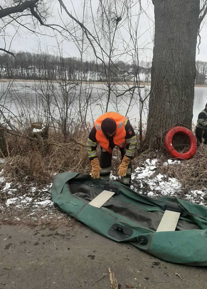 Под Киевом лебеди примерзли ко льду: детали инцидента