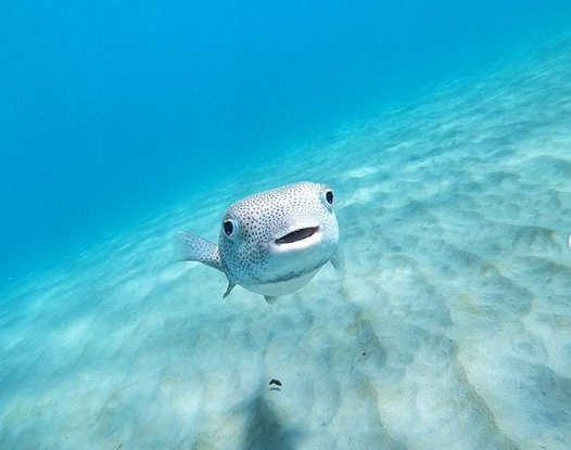 "Фантастично": екс-"ВІА Гра" в бікіні показала екзотичний підводний світ