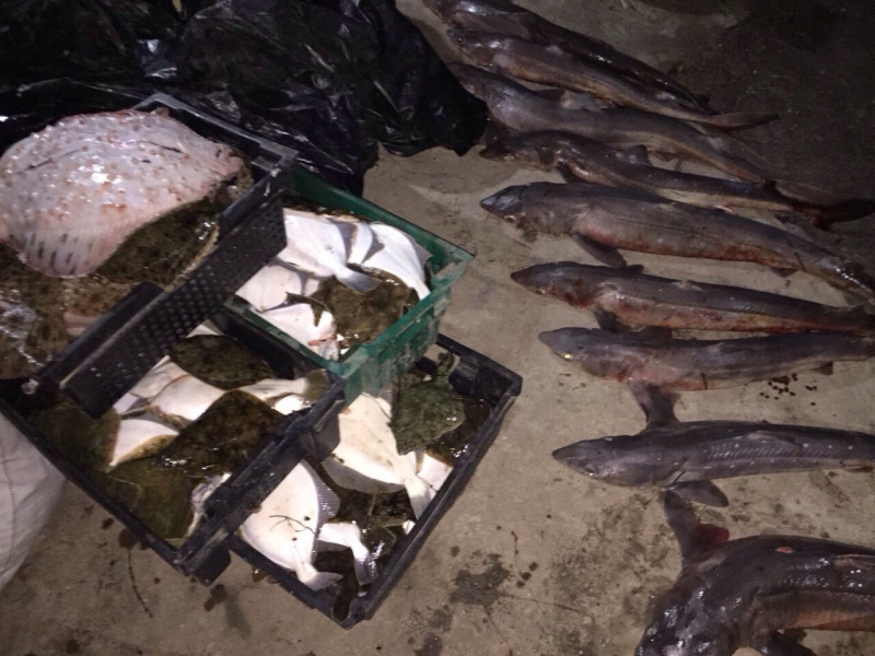 Правоохранители пресекли деятельность по незаконному вылову биоресурсов на 20 млн гривен