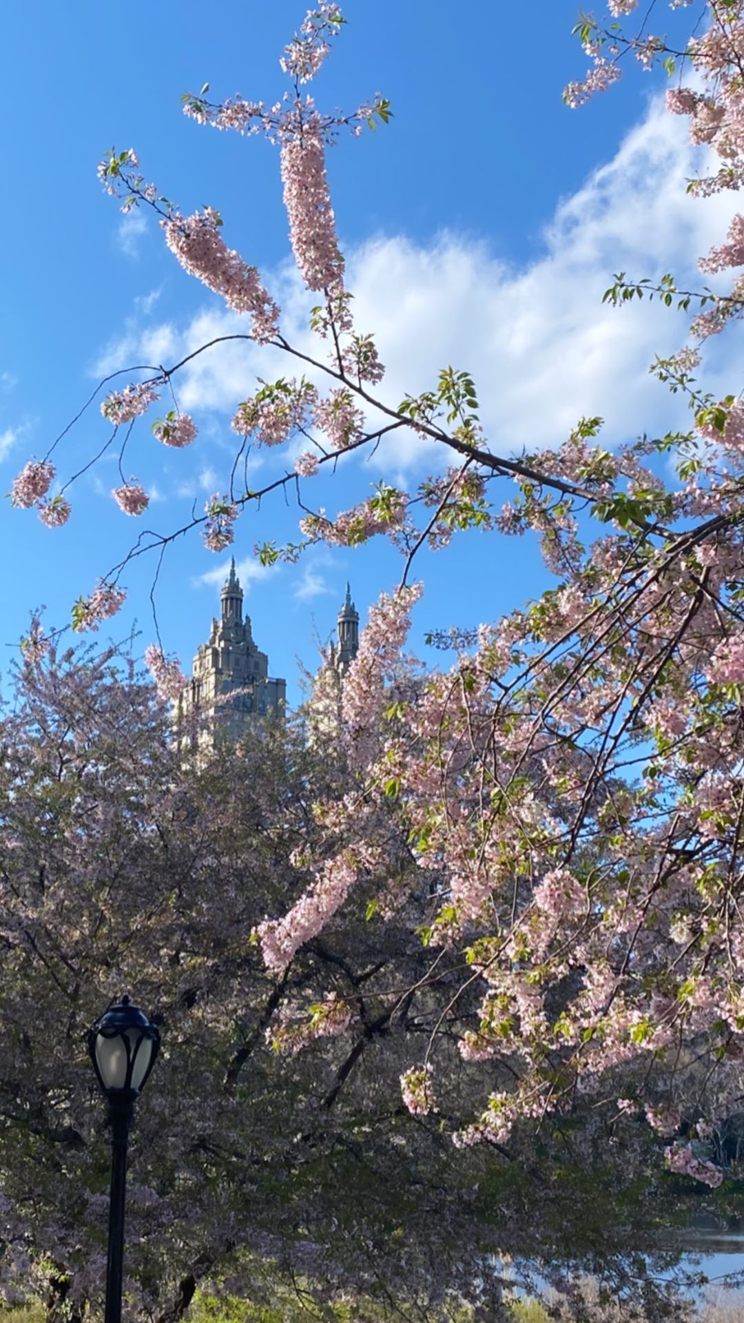 Разработала систему: внучка Ротару поделилась личной антистресс-программой на карантине