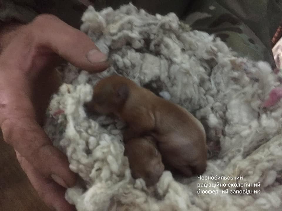 Как животные спасались от огненной стихии в Чернобыле: мощное видео