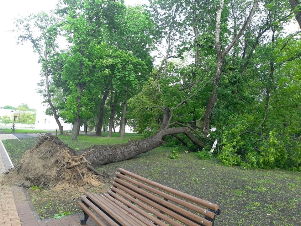 В Україні пронісся потужний ураган: валив дерева і розбив авто (фото)