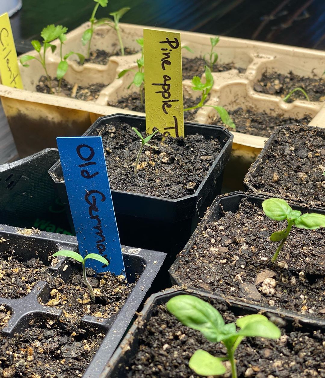 Взяти на замітку: 44-річна Міла Йовович розкрила секрет бездоганної шкіри