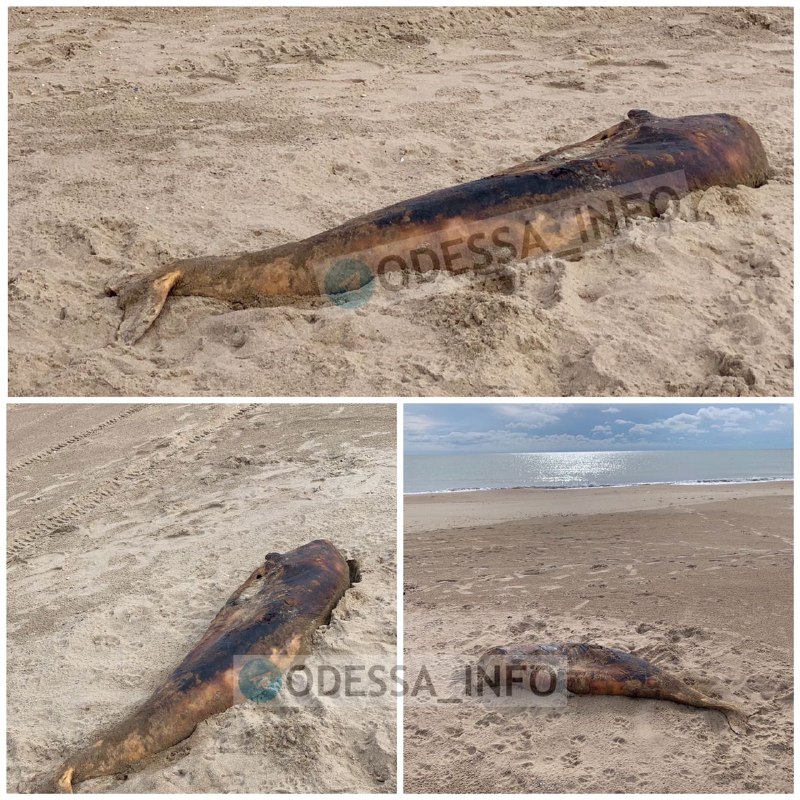 Під Одесою на березі виявили загадкову істоту (фото)