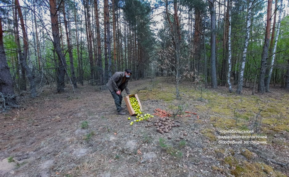 Чорнобильська природа оживає після пожеж: яскраві фото &quot;нового життя&quot;