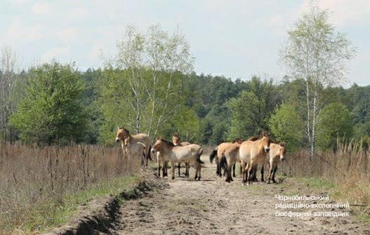 Чорнобильська природа оживає після пожеж: яскраві фото &quot;нового життя&quot;