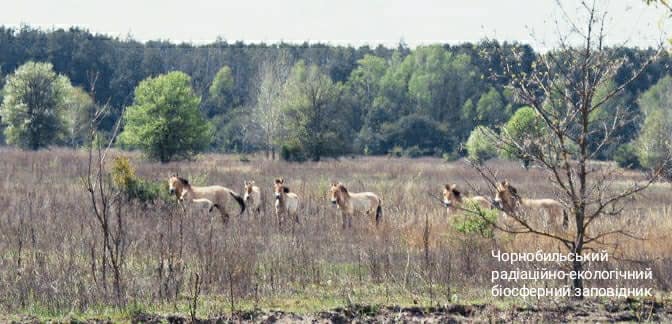 Чорнобильська природа оживає після пожеж: яскраві фото &quot;нового життя&quot;