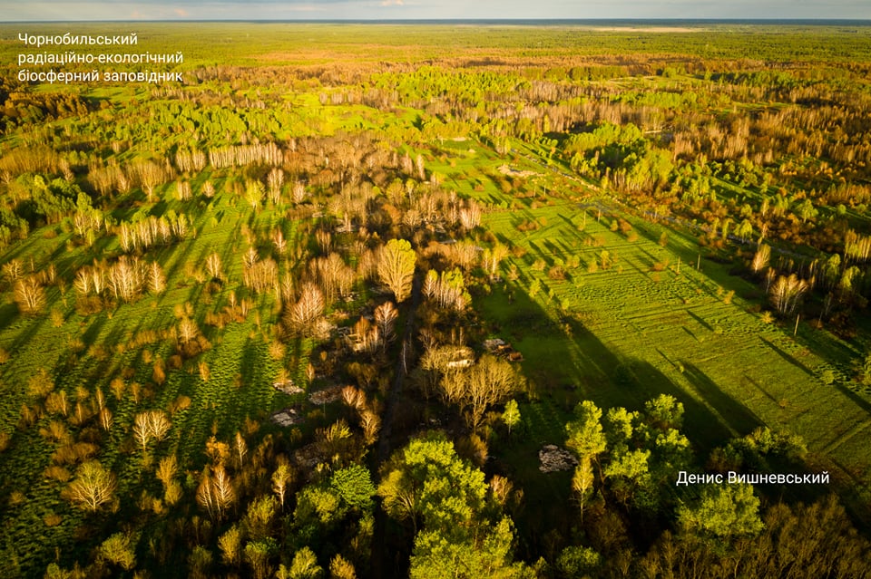 Чернобыль оживает после пожаров: яркие фото животных, что отстраивают свой дом