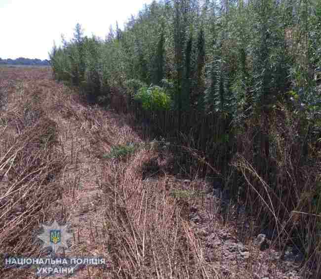 В Одеській області правоохоронці виявили поле коноплі
