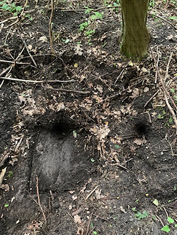 Может вести к Янтарной комнате: ученые обнаружили секретный тоннель (фото)