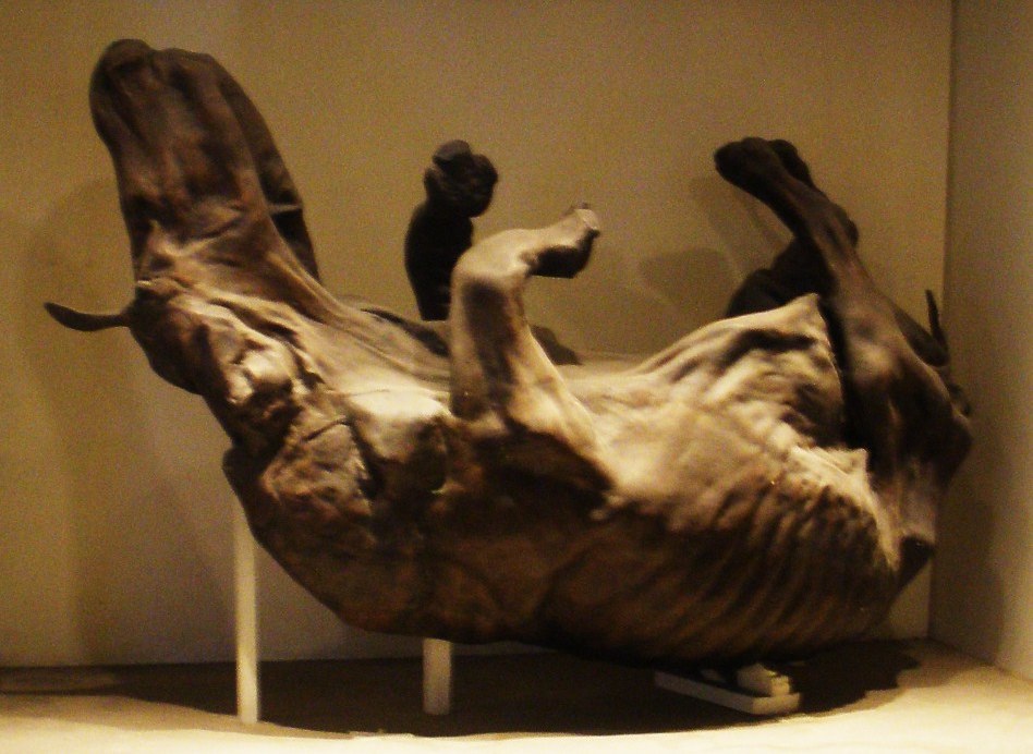 Под Одессой нашли останки доисторического носорога: в сети разгорелись баталии