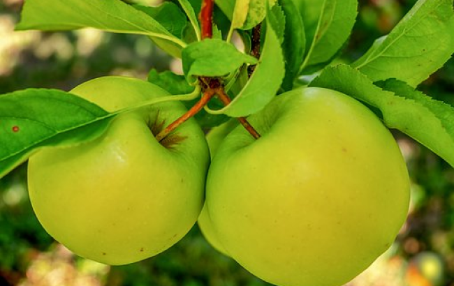 Идеальный ужин: эксперты рассказали, что съесть в конце дня