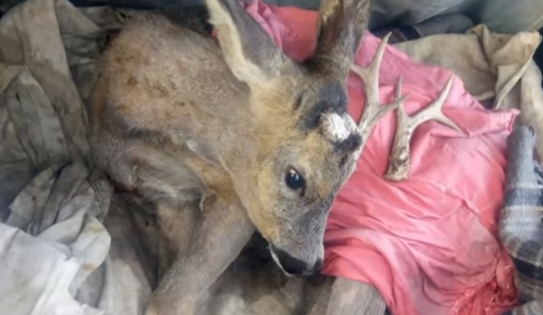 Ледь не відправили на шашлик тварину із заповідника: деталі скандалу у Вінниці