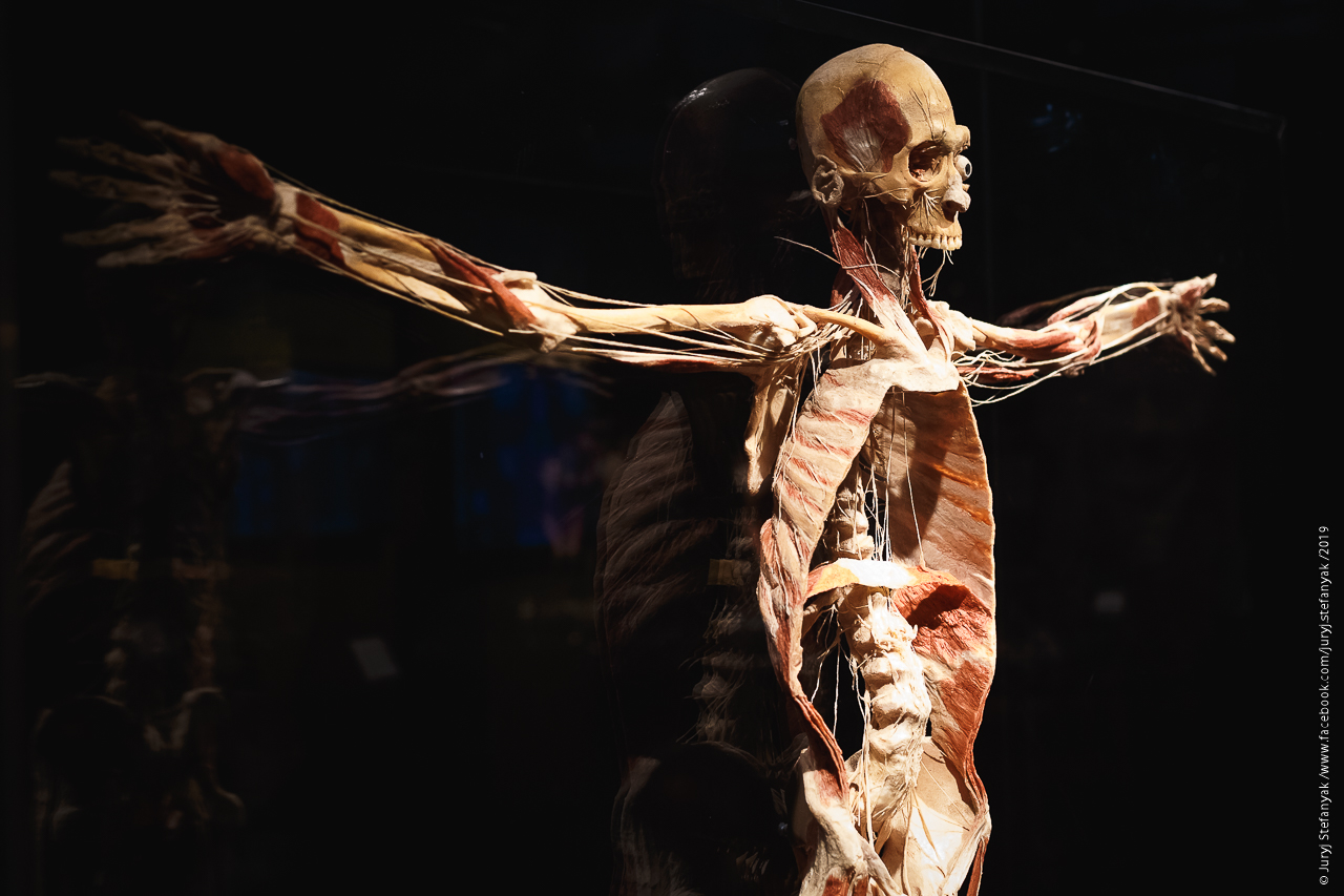 Шокирующая выставка тел остается в Киеве и устраивает "Ночь в музее"