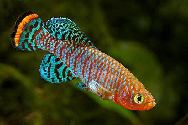 Вчені з'ясували, як риби заселяють порожні водойми: дуже екстремальний спосіб