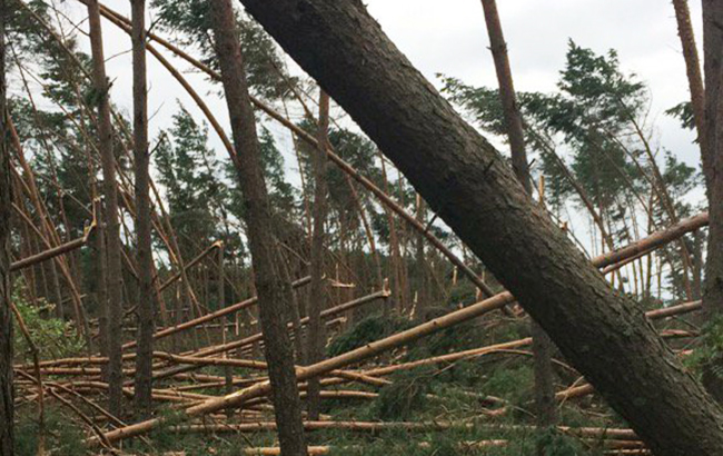 В Польше в результате ураганов погибли 5 человек