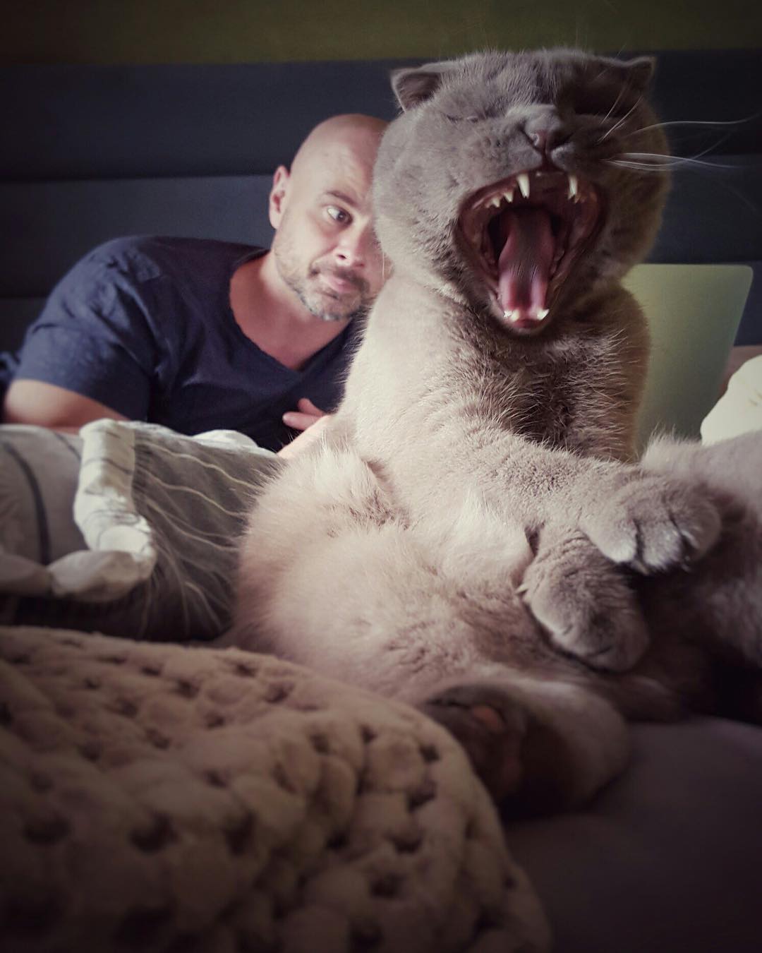 Международный день кошек: украинские звезды рассказали о пушистых любимчиках