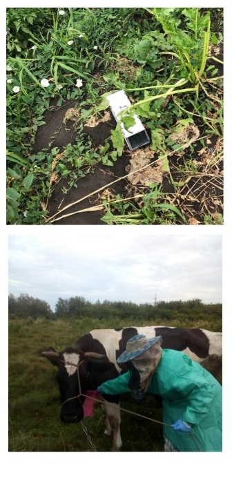 На Волыни после укуса овода женщина заболела опасной болезнью: врачи сначала лечили коронавирус (фото)