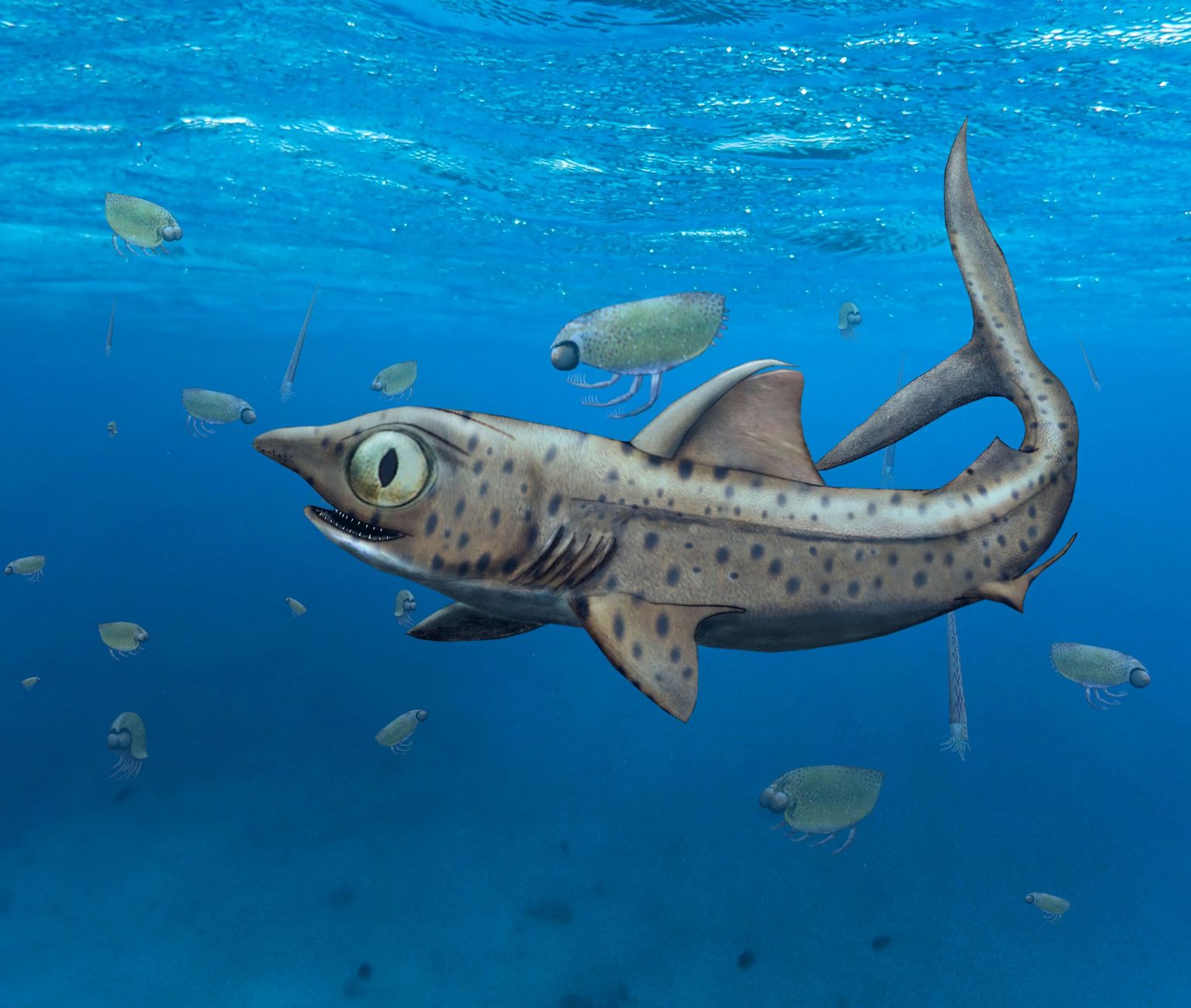 Як виглядала доісторична акула, яка жила 300-400 мільйонів років тому (фото)