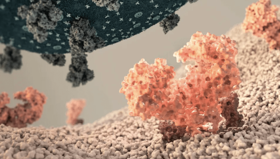 Став більш заразним: вчені виявили важливу мутацію в коронавірусі