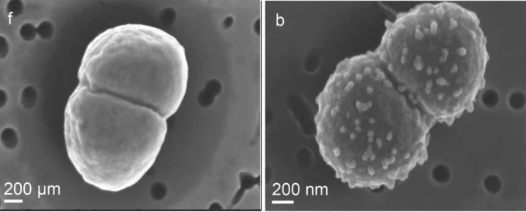 Найдено существо, которое прожило в открытом космосе целый год (фото)