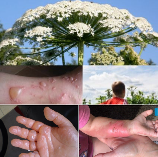 В Украине цветет ядовитое смертоносное растение: как оно выглядит и как уберечься