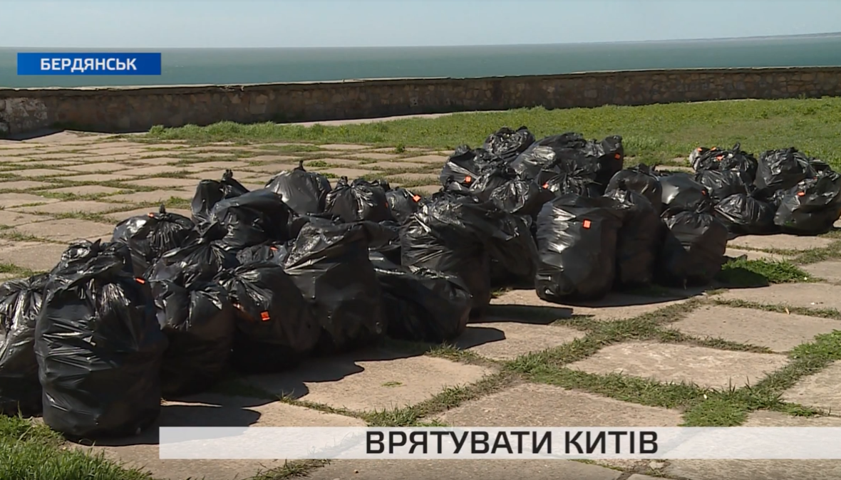 Як в Бердянську рятували китів: подробиці акції (відео)