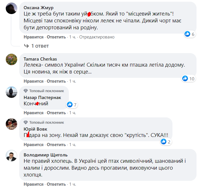 "Символ Украины": под Киевом мужчина застрелил редкую птицу (фото, видео)