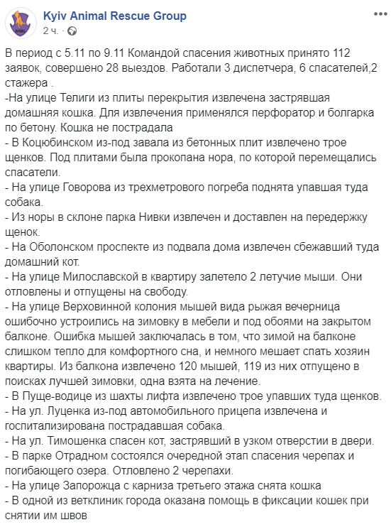 У Києві 120 кажанів &quot;окупували&quot; квартиру: фото, подробиці