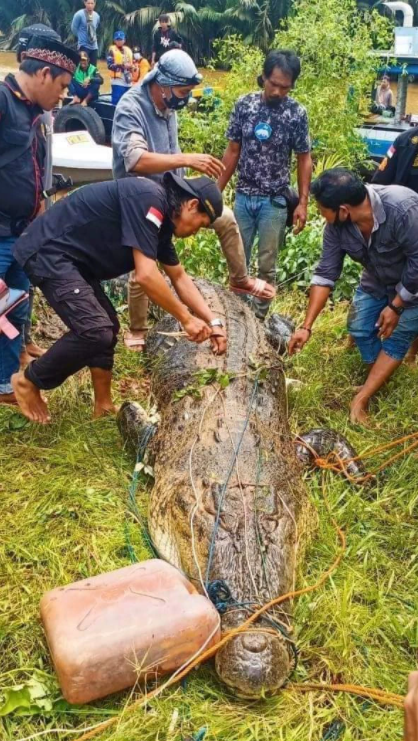 В Индонезии крокодил проглотил 8-летнего ребенка: отец бросился на рептилию с голыми руками