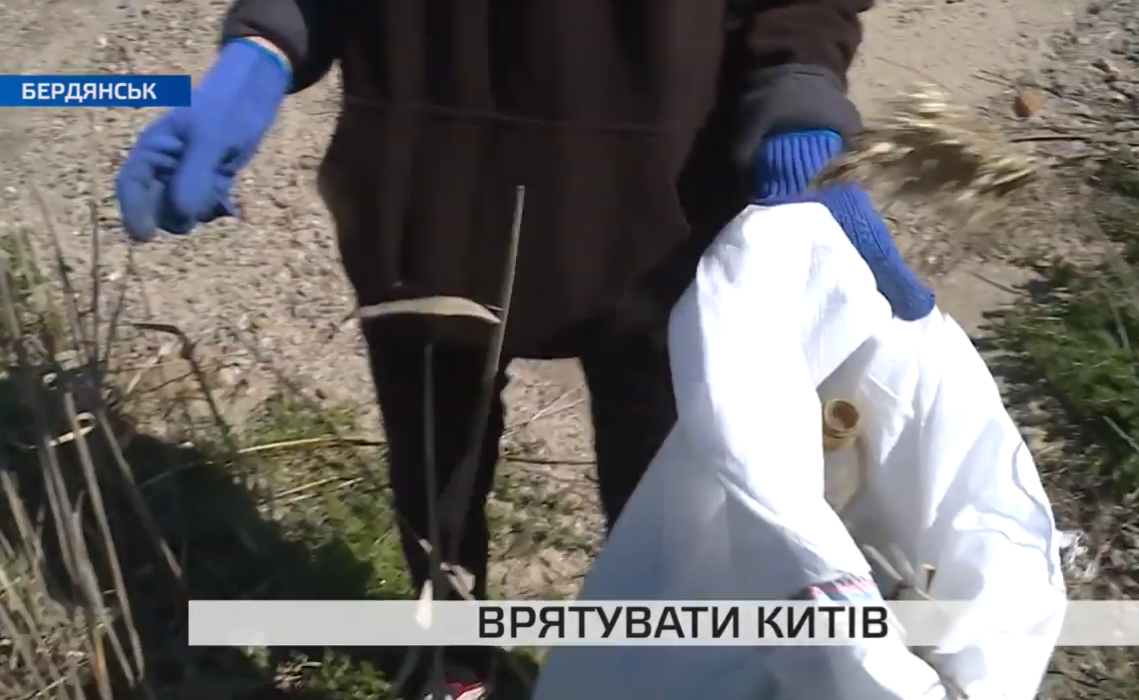 Як в Бердянську рятували китів: подробиці акції (відео)