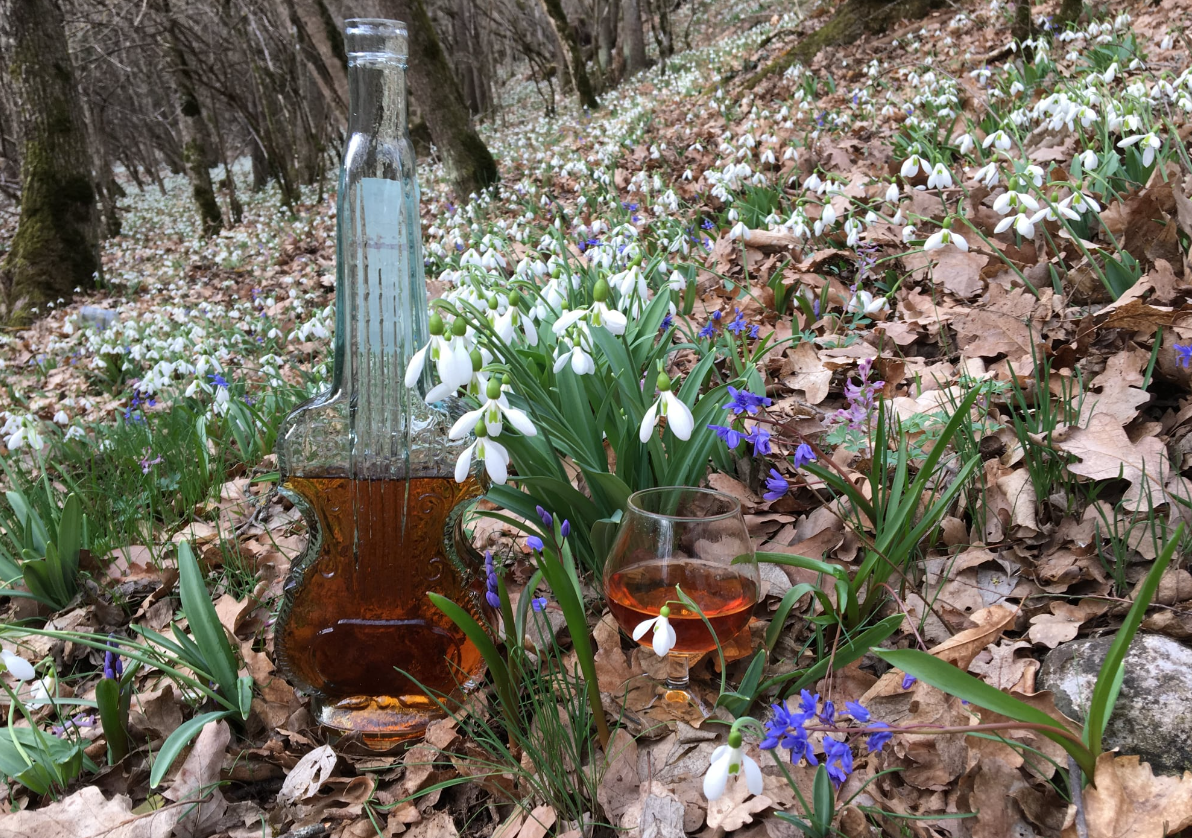 В Крым пришла настоящая весна: &quot;расцвел&quot; целый лес (фото)