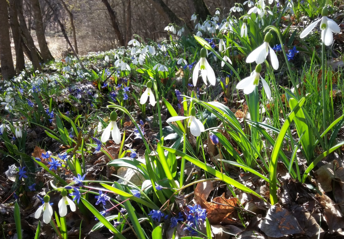 В Крым пришла настоящая весна: &quot;расцвел&quot; целый лес (фото)