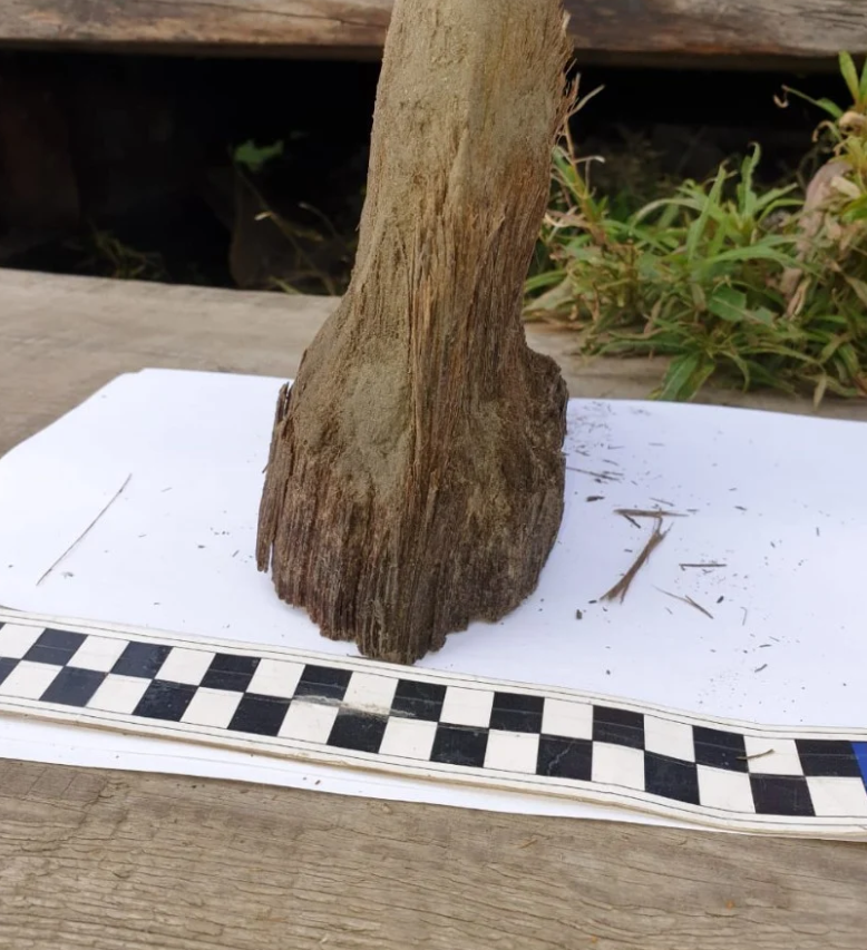 Вчені розкопали стародавню доісторичну тварину: майже без пошкоджень (фото)