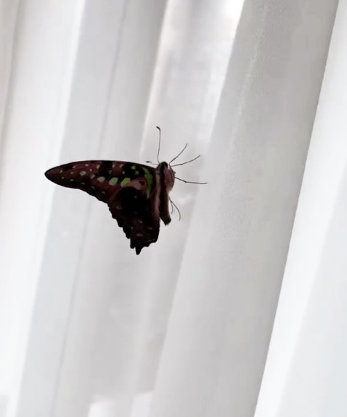 Весенняя неожиданность: у Оли Поляковой появились насекомые