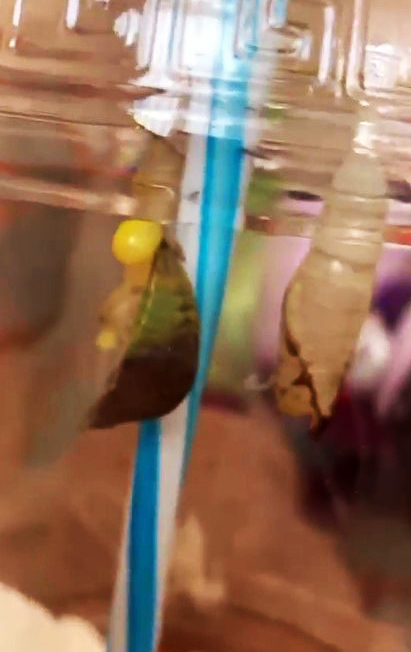 Весенняя неожиданность: у Оли Поляковой появились насекомые