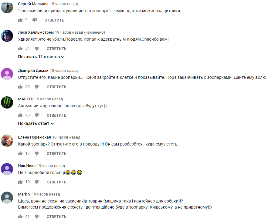 Любить качок і людей: величезного хижого птаха спіймали під Сумами (відео)