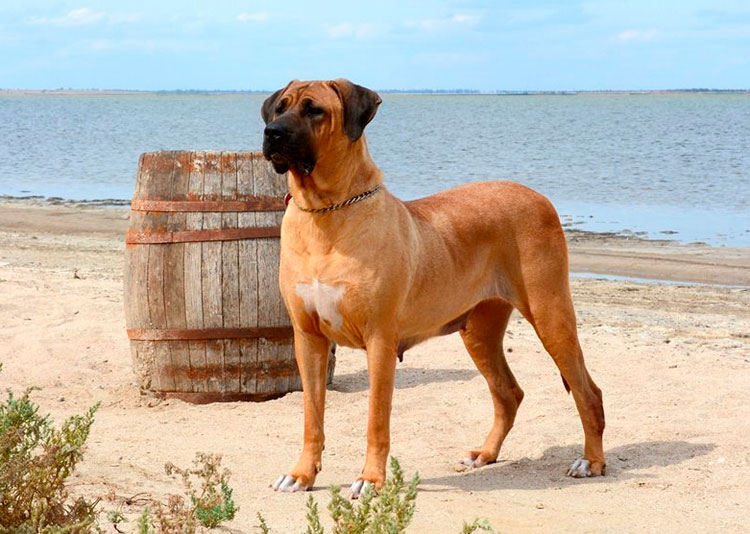 Не всі собаки можуть жити в квартирі: названі породи (фото)