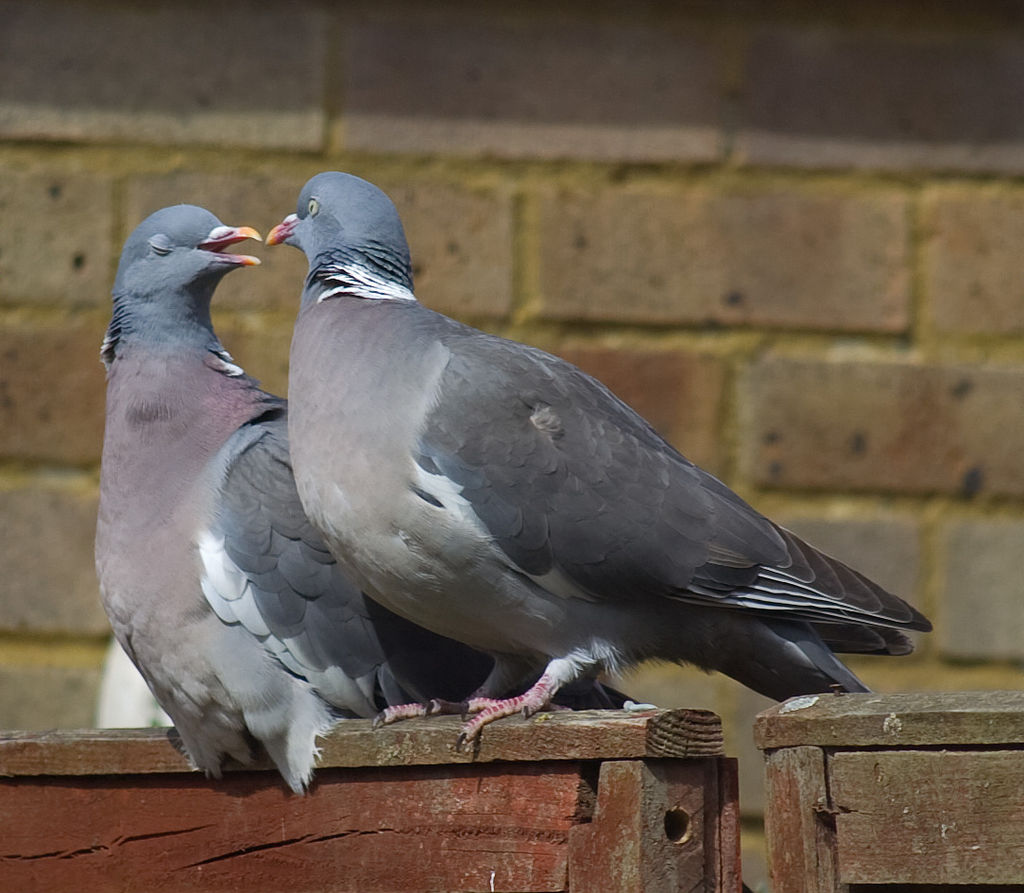 В Чернобыле показали птенцов редкой птицы: они выглядят очень странно