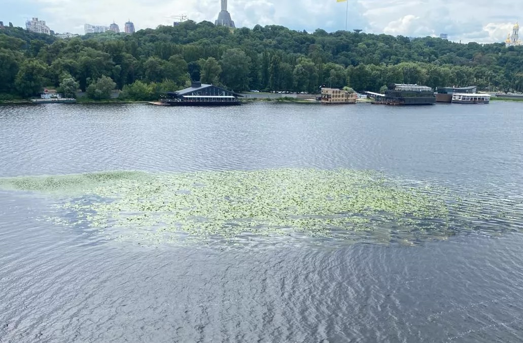В Киеве Днепр покрывается зеленью: эколог рассказал, опасно ли это