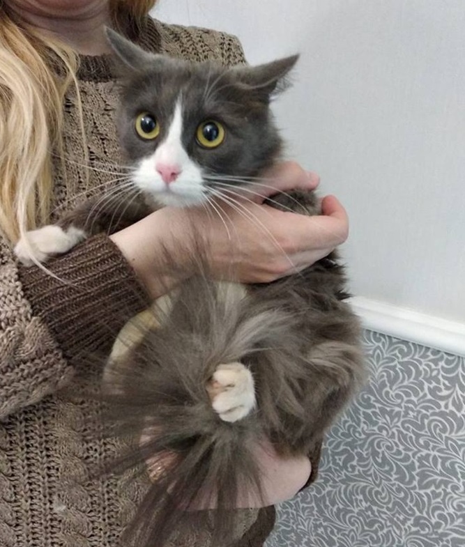 Вилучили навіть кота: у 21-річної горе-матері з Черкас забрали дітей (відео)