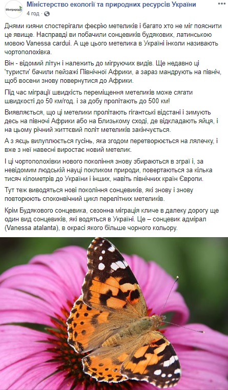 У Києві нашестя метеликів: приголомшливі фото і відео