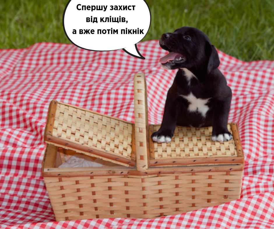 Найкращий спосіб захиститися: Супрун розповіла, як вберегтися від укусів кліщів