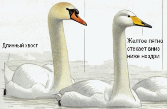 Аномальна зима в Чорнобилі: з'явилися фото унікальних тварин