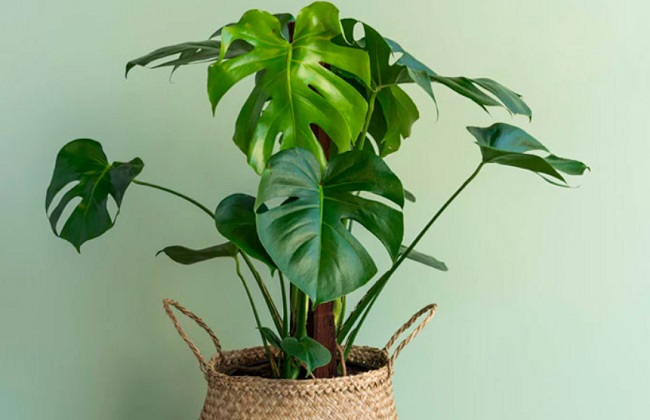 Энергетические вампиры: эти комнатные растения нельзя держать дома