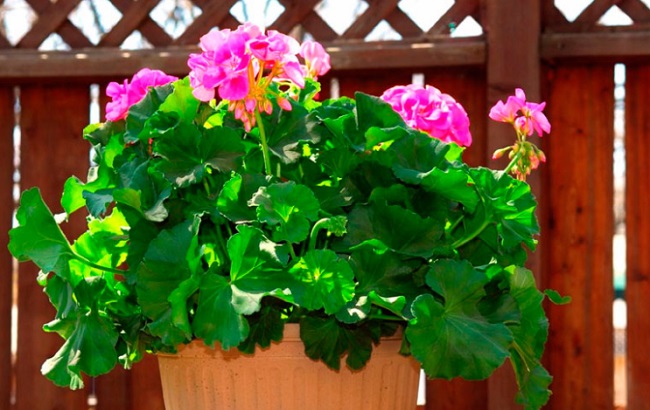 Ці кімнатні рослини приносять в дім багатство