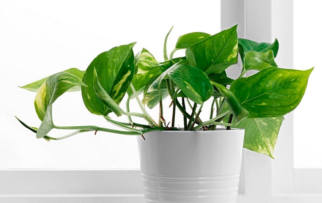 Ці кімнатні рослини приносять в дім багатство