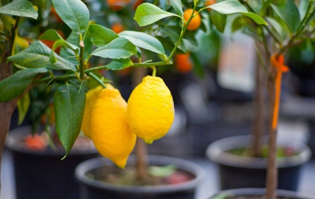 Ці кімнатні рослини приносять в дім багатство