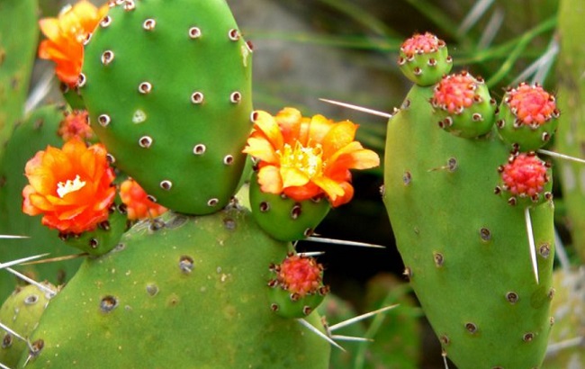 Ці кімнатні рослини категорично заборонено тримати в дитячій кімнаті